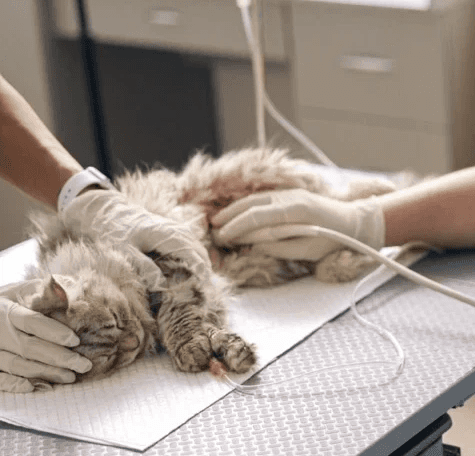 In einer Tierarztpraxis wird eine kranke Katze von einem Tierarzt mit Handschuhen untersucht und behandelt.