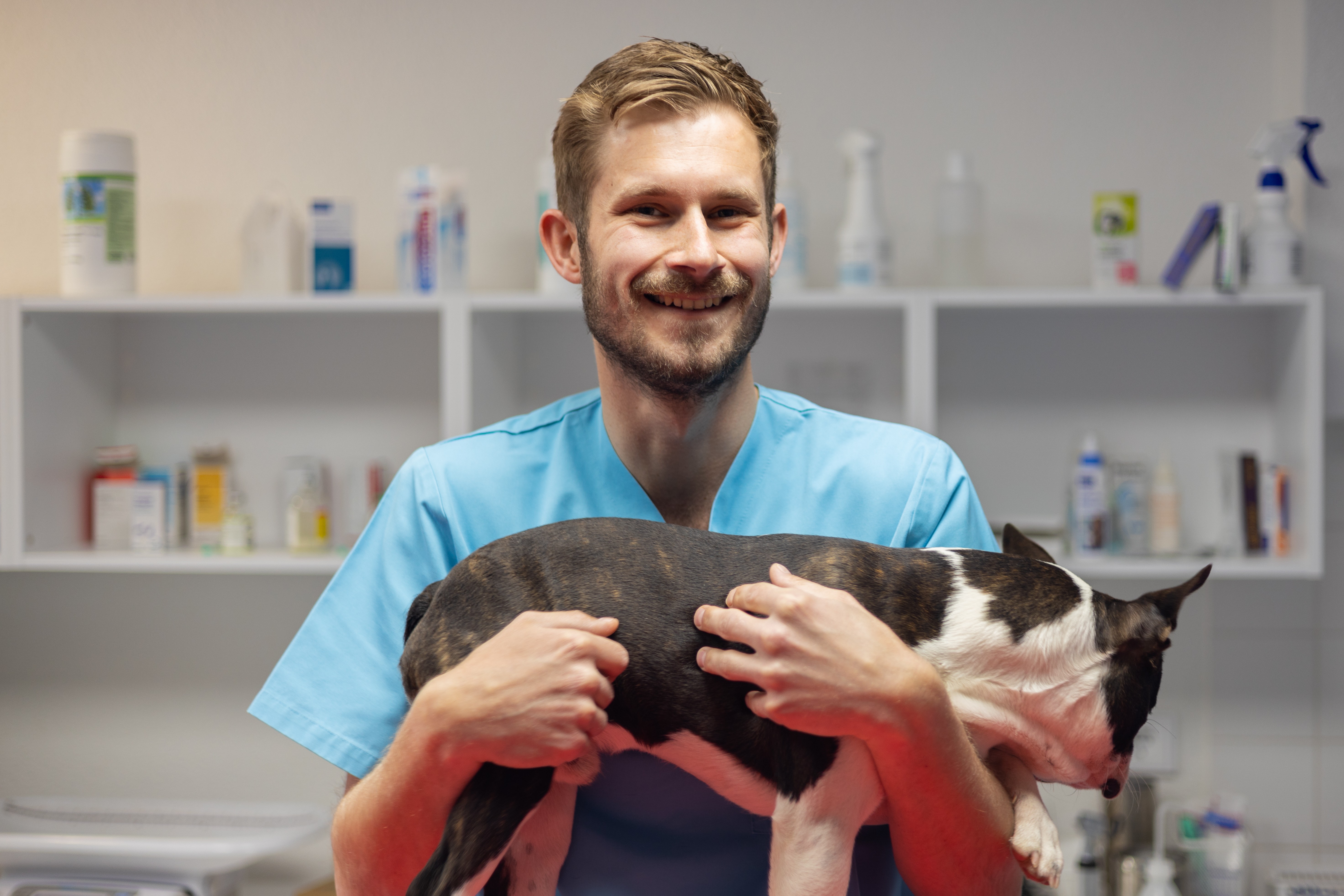 Ein lächelnder Tierarzt in blauer Kleidung hält einen Bullterrier in der Tierarztpraxis.