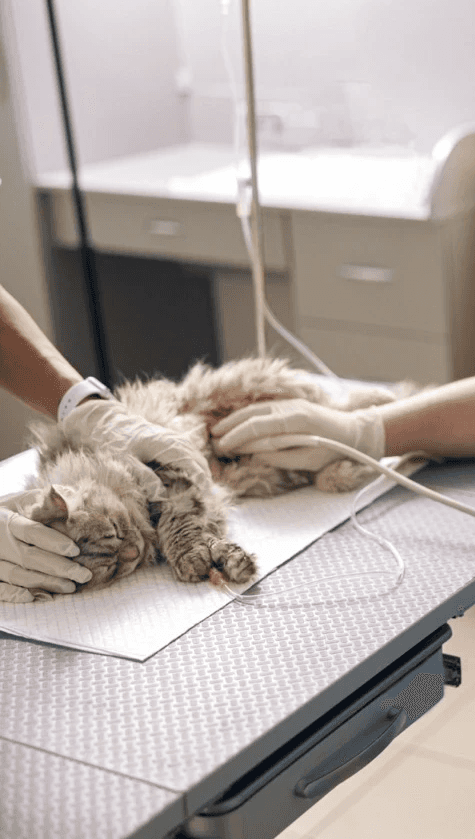In einer Tierarztpraxis wird eine kranke Katze von einem Tierarzt mit Handschuhen untersucht und behandelt.