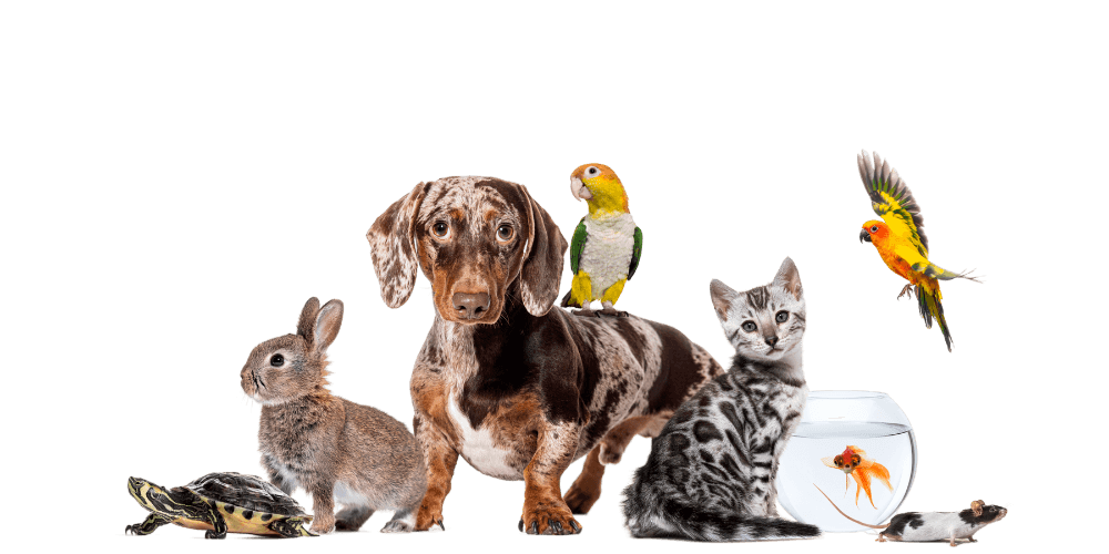 Eine Vielzahl von Haustieren vor schwarzem Hintergrund, darunter ein Hund, Katze, Hase, Vogel, Fisch bei einem Tierarzt